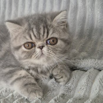 chaton Exotic Shorthair blue blotched tabby Aymie Chatterie Katzarolli