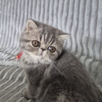 chaton Exotic Shorthair blue blotched tabby Aymie Chatterie Katzarolli
