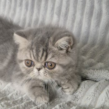 chaton Exotic Shorthair blue blotched tabby Aymie Chatterie Katzarolli