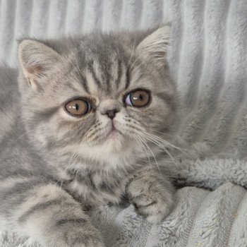 chaton Exotic Shorthair blue blotched tabby Aymie Chatterie Katzarolli