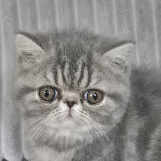 Aymie Femelle Exotic Shorthair