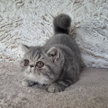 chaton Exotic Shorthair blue blotched tabby Aymie Chatterie Katzarolli