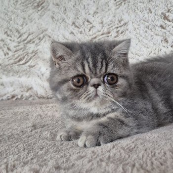 chaton Exotic Shorthair blue blotched tabby Aymie Chatterie Katzarolli
