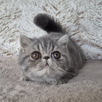 chaton Exotic Shorthair blue blotched tabby Aymie Chatterie Katzarolli