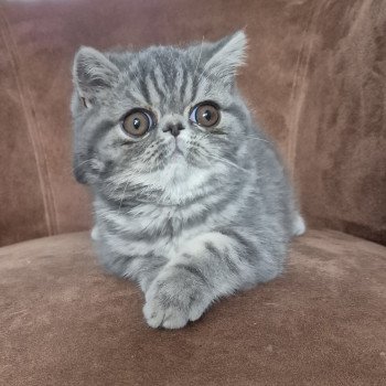 chaton Exotic Shorthair blue blotched tabby Aymie Chatterie Katzarolli