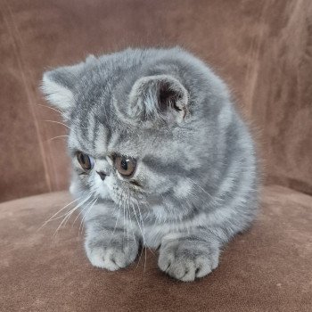 chaton Exotic Shorthair blue blotched tabby Aymie Chatterie Katzarolli