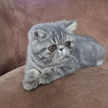 chaton Exotic Shorthair blue blotched tabby Aymie Chatterie Katzarolli
