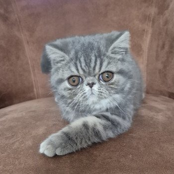 chaton Exotic Shorthair blue blotched tabby Aymie Chatterie Katzarolli