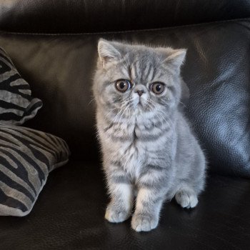chaton Exotic Shorthair blue blotched tabby Aymie Chatterie Katzarolli