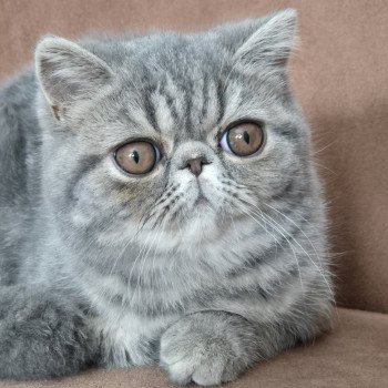 chaton Exotic Shorthair blue blotched tabby Aymie Chatterie Katzarolli