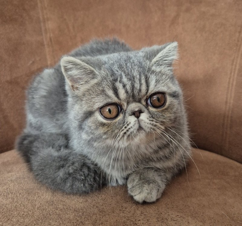 Aymie Femelle Exotic Shorthair