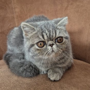 chaton Exotic Shorthair blue blotched tabby Aymie Chatterie Katzarolli