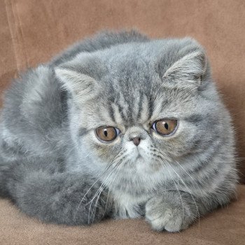 chaton Exotic Shorthair blue blotched tabby Aymie Chatterie Katzarolli