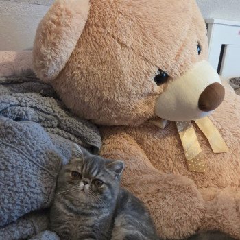 chaton Exotic Shorthair blue blotched tabby Aymie Chatterie Katzarolli