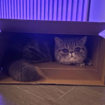 chaton Exotic Shorthair blue blotched tabby Aymie Chatterie Katzarolli