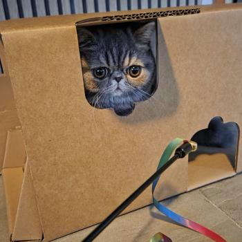 chaton Exotic Shorthair blue blotched tabby Aymie Chatterie Katzarolli