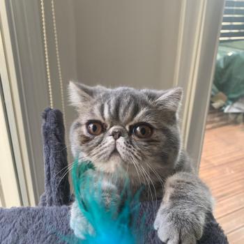 chaton Exotic Shorthair blue blotched tabby Aymie Chatterie Katzarolli