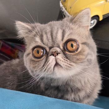 chaton Exotic Shorthair blue blotched tabby Aymie Chatterie Katzarolli