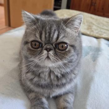 chaton Exotic Shorthair blue blotched tabby Aymie Chatterie Katzarolli