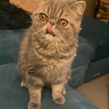 chaton Exotic Shorthair blue blotched tabby Aymie Chatterie Katzarolli