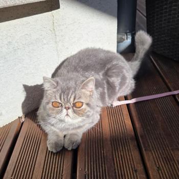 chaton Exotic Shorthair blue blotched tabby Aymie Chatterie Katzarolli
