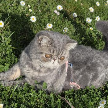 chaton Exotic Shorthair blue blotched tabby Aymie Chatterie Katzarolli