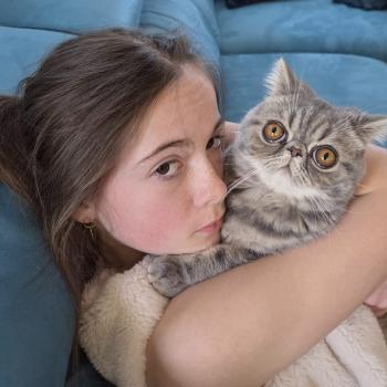 chaton Exotic Shorthair blue blotched tabby Aymie Chatterie Katzarolli