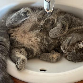 chaton Exotic Shorthair blue blotched tabby Aymie Chatterie Katzarolli