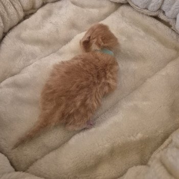 chaton Exotic Shorthair red spotted tabby Collier bleu ciel Chatterie Katzarolli