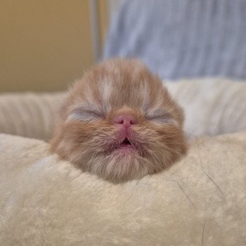 chaton Exotic Shorthair red spotted tabby Collier bleu ciel Chatterie Katzarolli