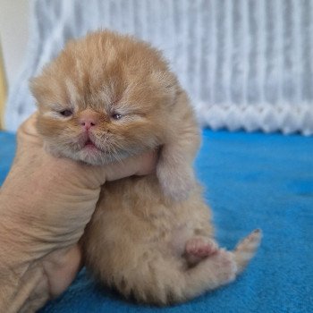 chaton Exotic Shorthair red spotted tabby Collier bleu ciel Chatterie Katzarolli