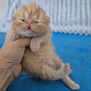 chaton Exotic Shorthair red spotted tabby Collier bleu ciel Chatterie Katzarolli