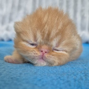 chaton Exotic Shorthair red spotted tabby Collier bleu ciel Chatterie Katzarolli