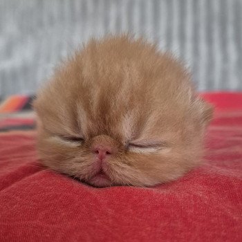 chaton Exotic Shorthair red spotted tabby Collier bleu ciel Chatterie Katzarolli