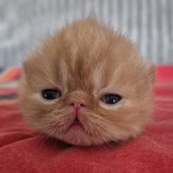 chaton Exotic Shorthair red spotted tabby Collier bleu ciel Chatterie Katzarolli