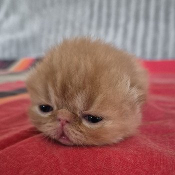 chaton Exotic Shorthair red spotted tabby Collier bleu ciel Chatterie Katzarolli