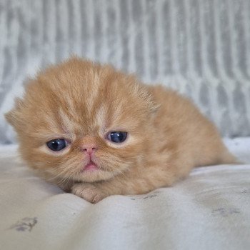 chaton Exotic Shorthair red spotted tabby Collier bleu ciel Chatterie Katzarolli