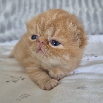 chaton Exotic Shorthair red spotted tabby Collier bleu ciel Chatterie Katzarolli