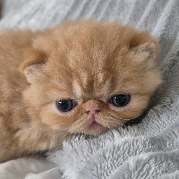 chaton Exotic Shorthair red spotted tabby Collier bleu ciel Chatterie Katzarolli