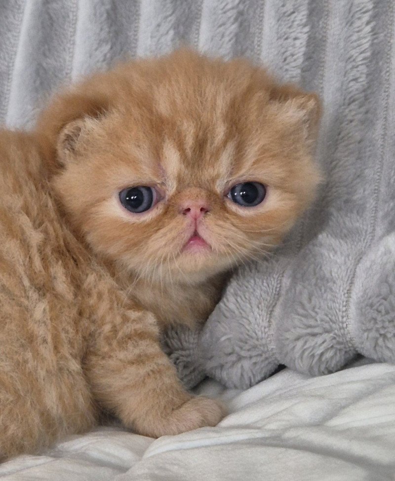 Collier bleu ciel Mâle Exotic Shorthair Collier bleu ciel Mâle Exotic Shorthair