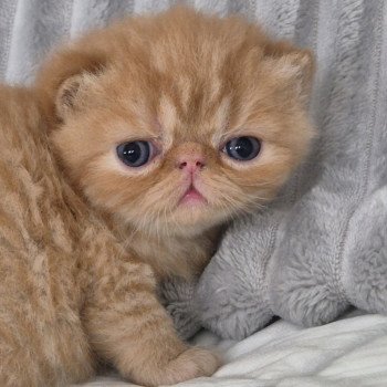 chaton Exotic Shorthair red spotted tabby Collier bleu ciel Chatterie Katzarolli