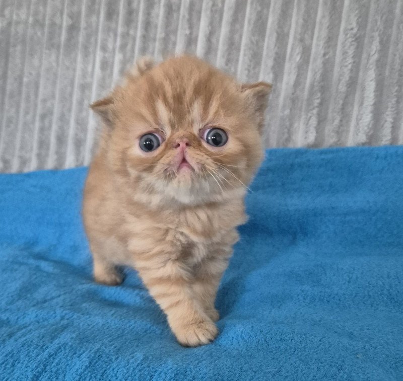 Collier bleu ciel Mâle Exotic Shorthair