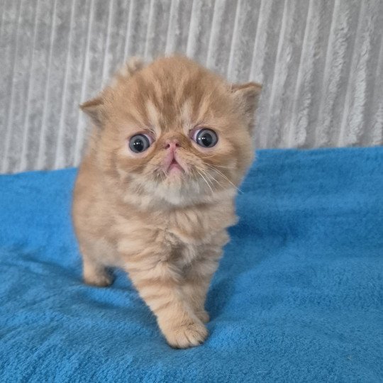 Collier bleu ciel Mâle Exotic Shorthair