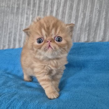 chaton Exotic Shorthair red spotted tabby Collier bleu ciel Chatterie Katzarolli