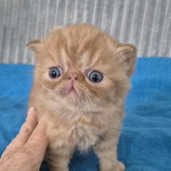 chaton Exotic Shorthair red spotted tabby Collier bleu ciel Chatterie Katzarolli