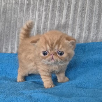 chaton Exotic Shorthair red spotted tabby Collier bleu ciel Chatterie Katzarolli
