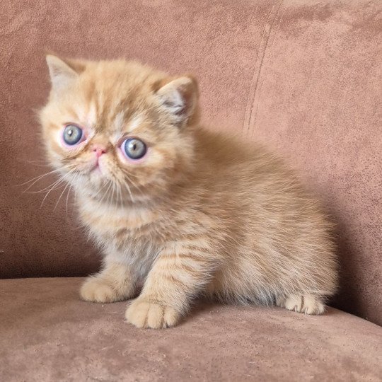 Collier bleu ciel Mâle Exotic Shorthair