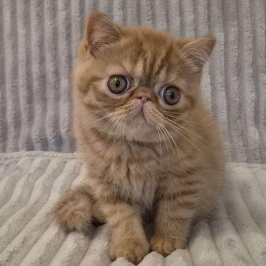 Arrow Mâle Exotic Shorthair