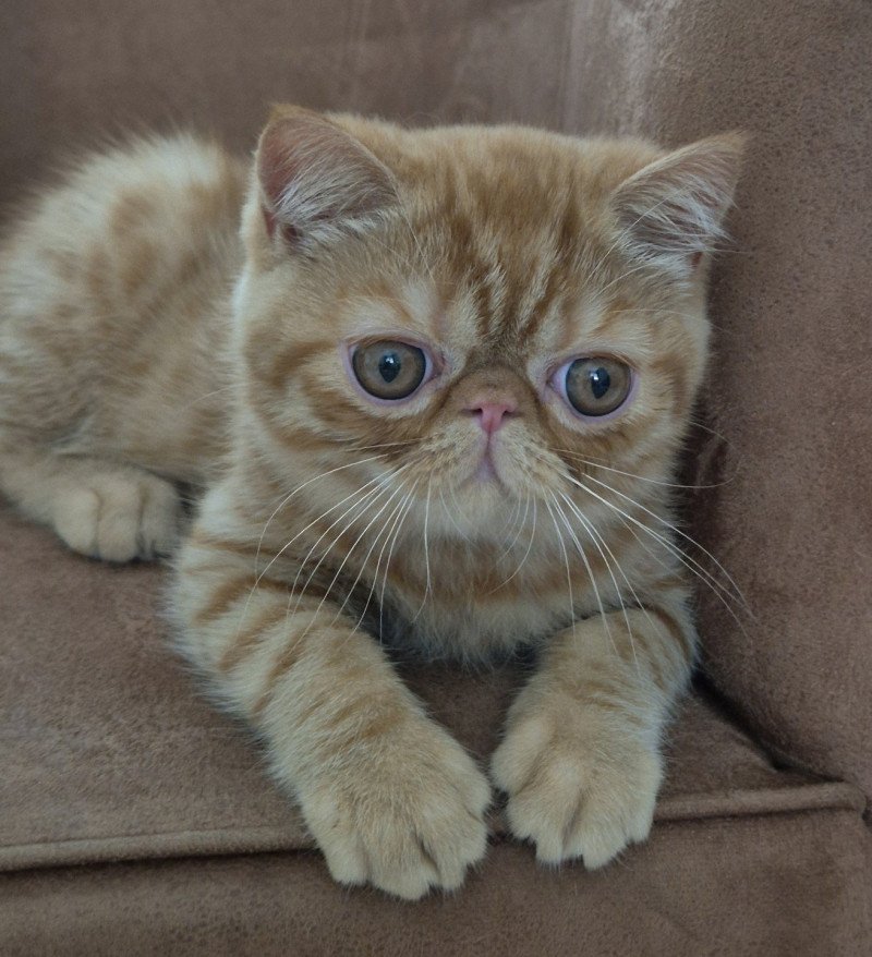 Arrow Mâle Exotic Shorthair