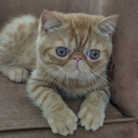 Arrow Mâle Exotic Shorthair